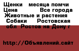 Щенки 4 месяца-помчи › Цена ­ 5 000 - Все города Животные и растения » Собаки   . Ростовская обл.,Ростов-на-Дону г.